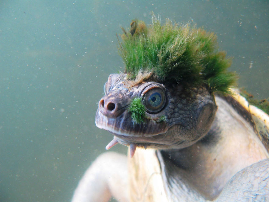 animal hair #1