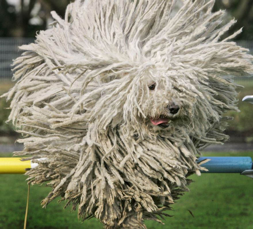 APTOPIX Germany Dog Show