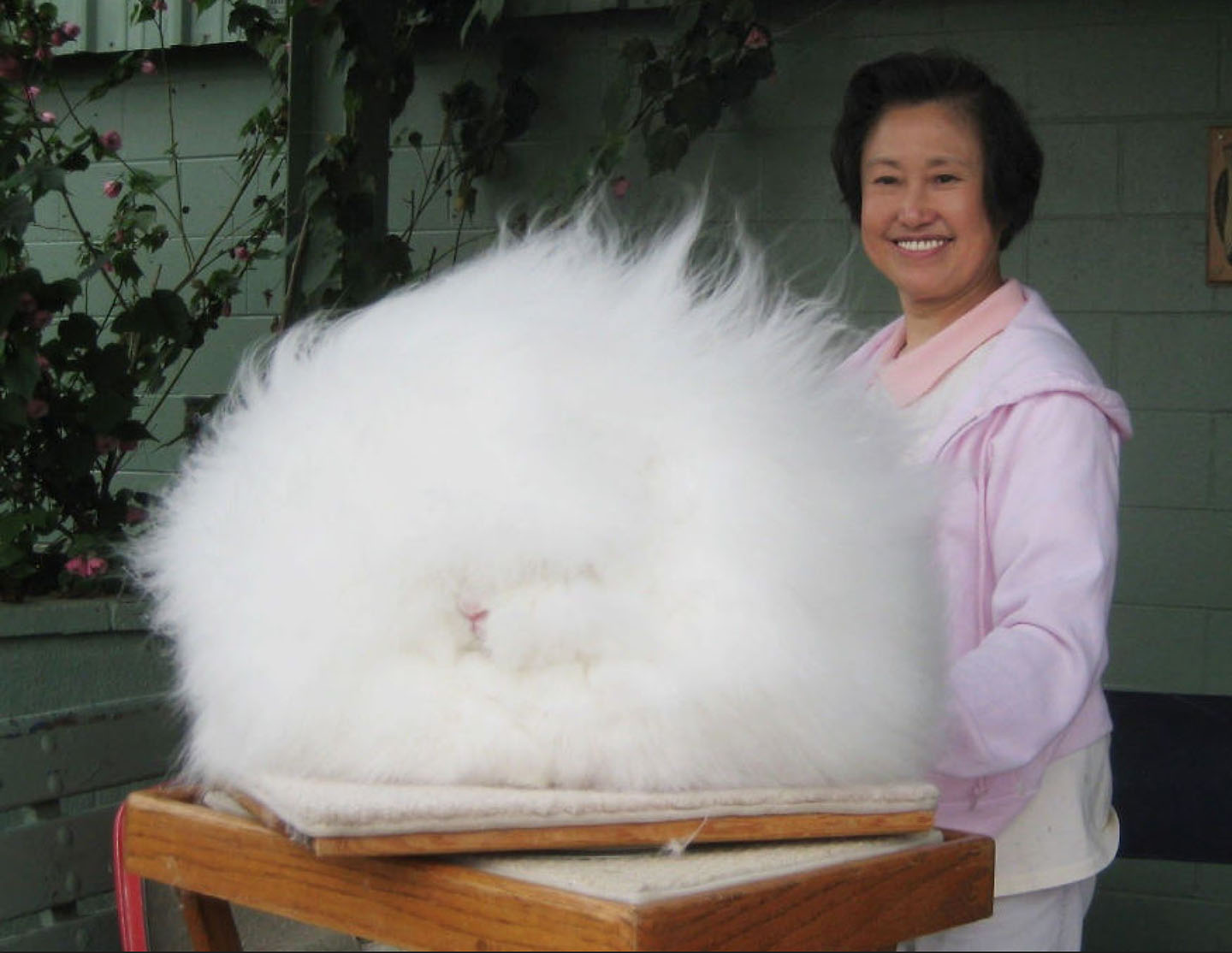 animal hair #7