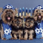 Hanukkah dogs