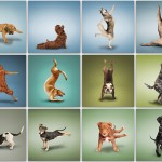 Yoga dogs book