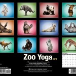 zoo yoga calendar 2