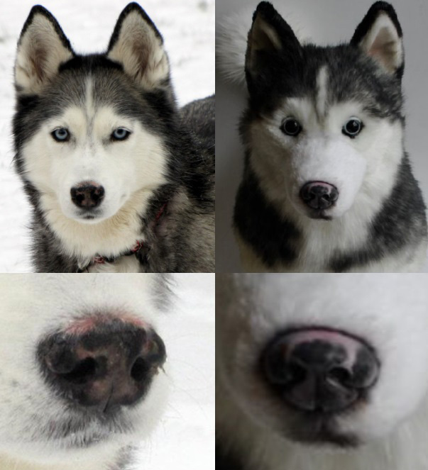 Cuddle Clones #1