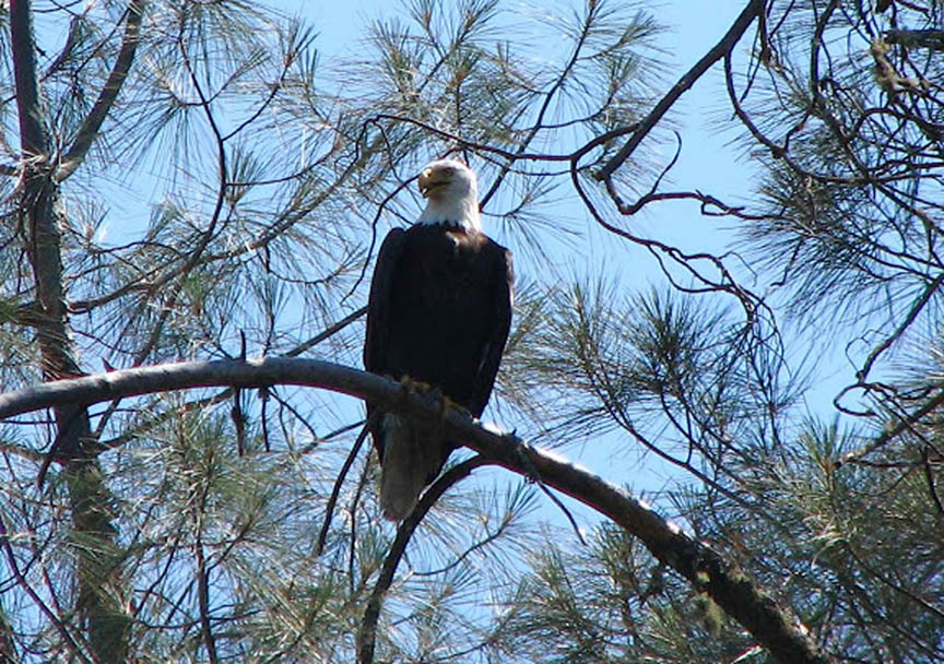 bald eagle
