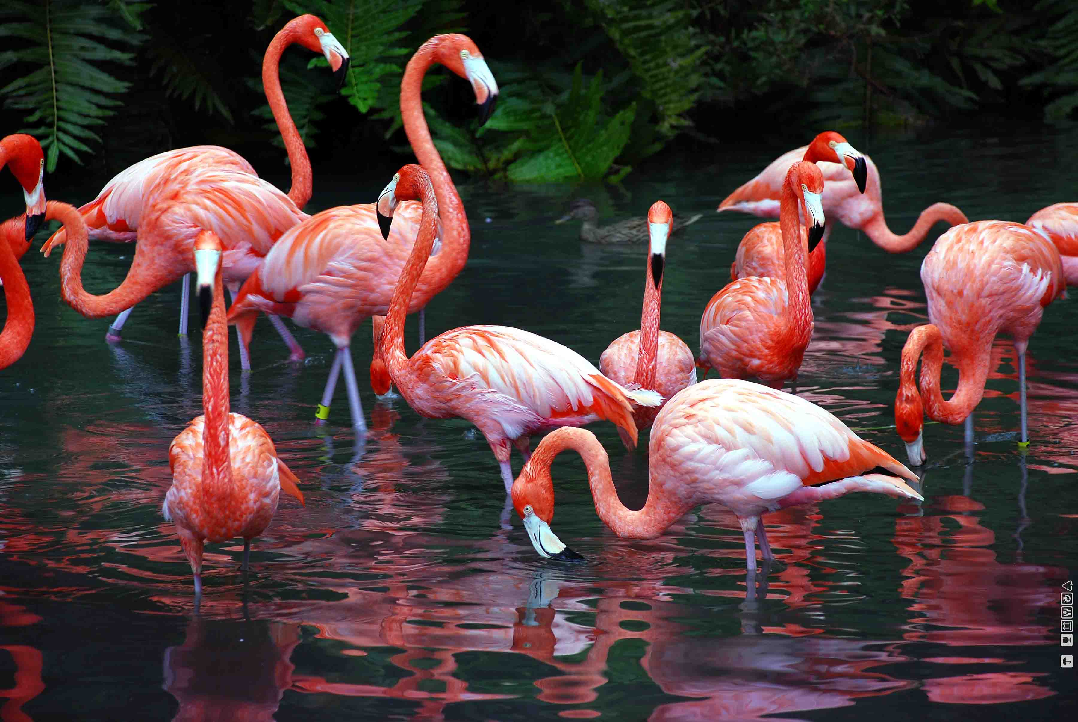 flamingos