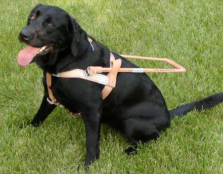 guide-dog