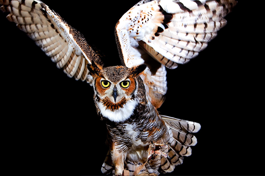 owl