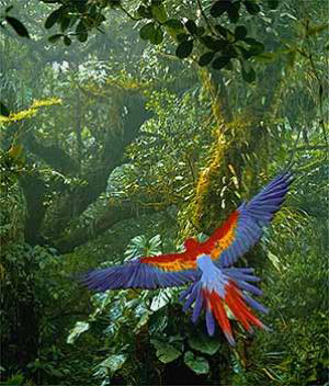 parrot in costa rica