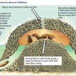 Beavers habitat