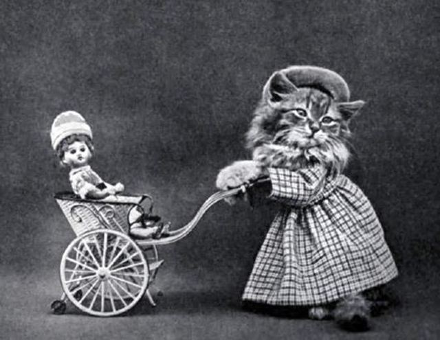 Cat pushing a pram