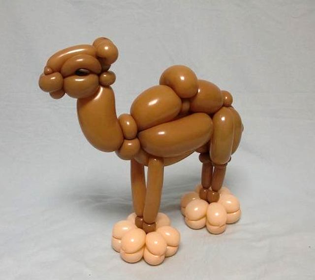 camel