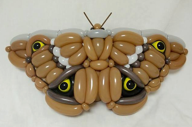 moth